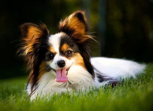 https://images.dog.ceo/breeds/papillon/n02086910_2188.jpg