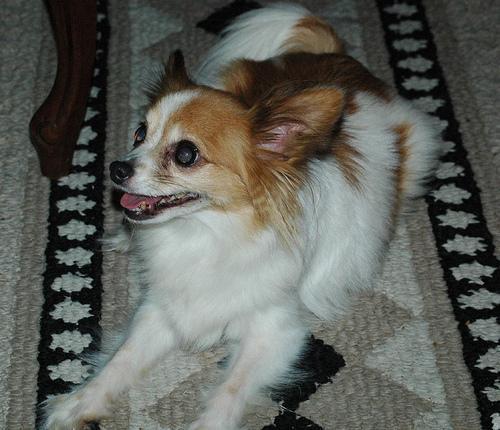 https://images.dog.ceo/breeds/papillon/n02086910_2235.jpg