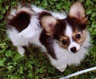 https://images.dog.ceo/breeds/papillon/n02086910_2240.jpg