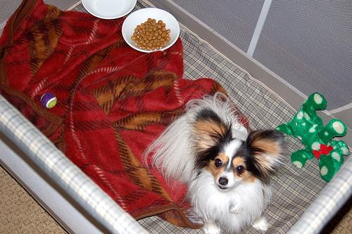 https://images.dog.ceo/breeds/papillon/n02086910_2335.jpg