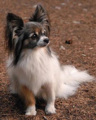 https://images.dog.ceo/breeds/papillon/n02086910_2359.jpg