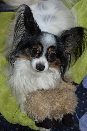 https://images.dog.ceo/breeds/papillon/n02086910_2380.jpg