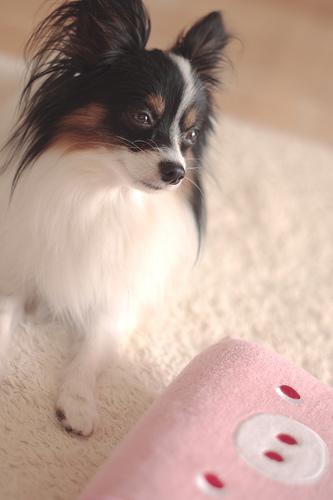 https://images.dog.ceo/breeds/papillon/n02086910_2455.jpg