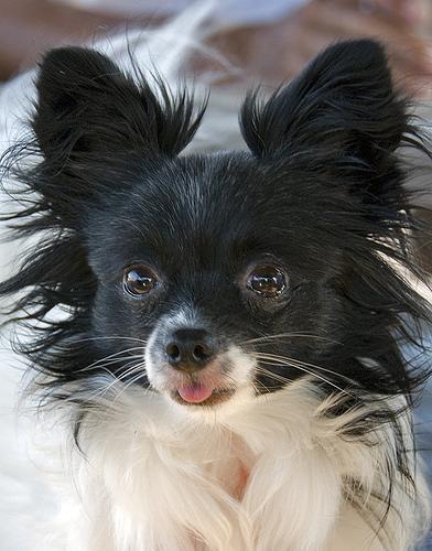 https://images.dog.ceo/breeds/papillon/n02086910_2466.jpg