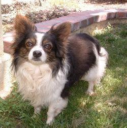 https://images.dog.ceo/breeds/papillon/n02086910_2556.jpg