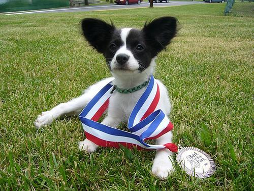 https://images.dog.ceo/breeds/papillon/n02086910_26.jpg