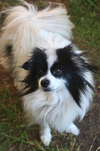 https://images.dog.ceo/breeds/papillon/n02086910_2648.jpg