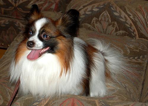 https://images.dog.ceo/breeds/papillon/n02086910_2670.jpg