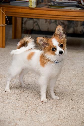 https://images.dog.ceo/breeds/papillon/n02086910_2671.jpg