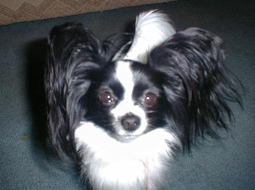 https://images.dog.ceo/breeds/papillon/n02086910_2691.jpg