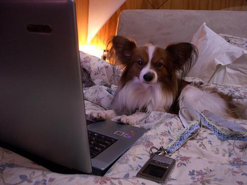 https://images.dog.ceo/breeds/papillon/n02086910_2698.jpg