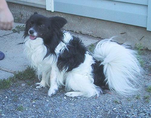 https://images.dog.ceo/breeds/papillon/n02086910_2724.jpg