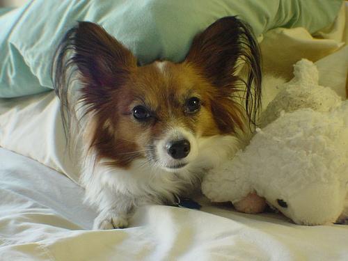 https://images.dog.ceo/breeds/papillon/n02086910_2875.jpg