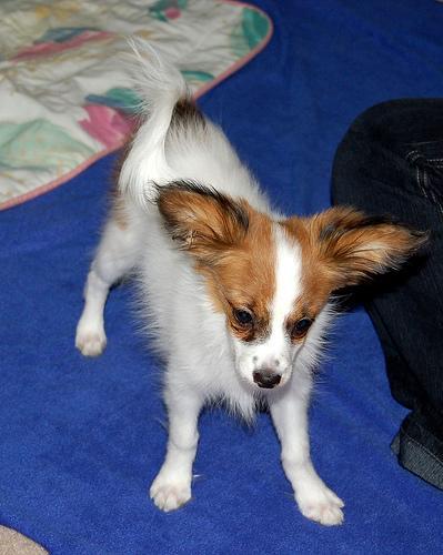 https://images.dog.ceo/breeds/papillon/n02086910_2897.jpg