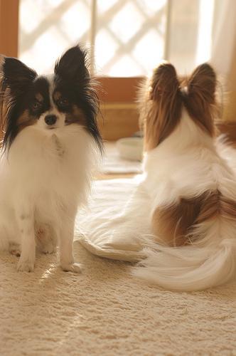 https://images.dog.ceo/breeds/papillon/n02086910_2909.jpg