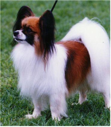 https://images.dog.ceo/breeds/papillon/n02086910_2994.jpg