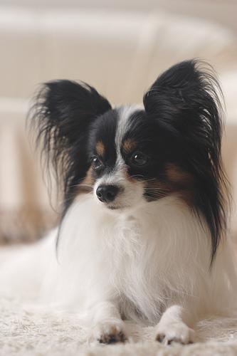 https://images.dog.ceo/breeds/papillon/n02086910_2999.jpg