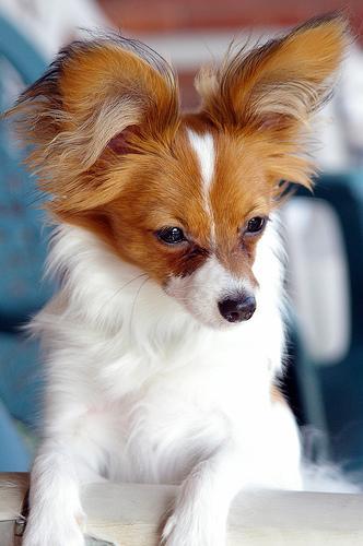 https://images.dog.ceo/breeds/papillon/n02086910_3020.jpg