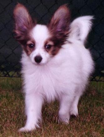 https://images.dog.ceo/breeds/papillon/n02086910_3117.jpg