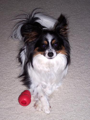 https://images.dog.ceo/breeds/papillon/n02086910_3262.jpg