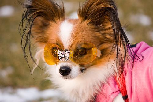 https://images.dog.ceo/breeds/papillon/n02086910_3320.jpg