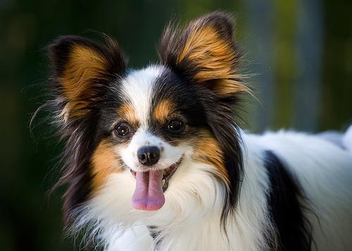 https://images.dog.ceo/breeds/papillon/n02086910_3338.jpg