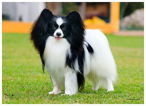 https://images.dog.ceo/breeds/papillon/n02086910_334.jpg