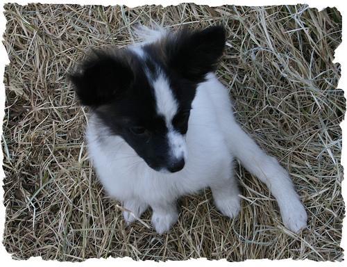 https://images.dog.ceo/breeds/papillon/n02086910_3455.jpg