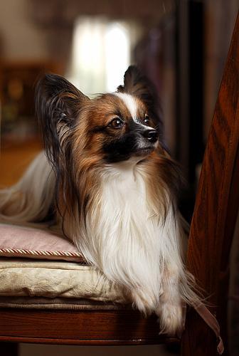 https://images.dog.ceo/breeds/papillon/n02086910_3478.jpg