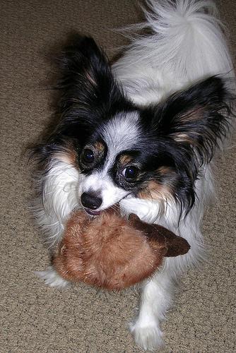 https://images.dog.ceo/breeds/papillon/n02086910_3523.jpg