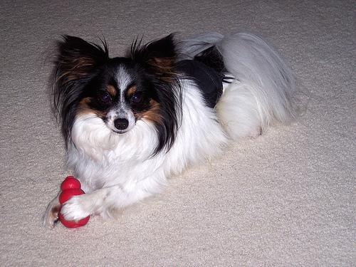 https://images.dog.ceo/breeds/papillon/n02086910_3553.jpg