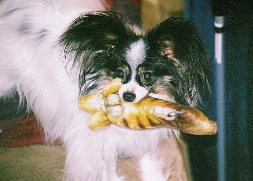 https://images.dog.ceo/breeds/papillon/n02086910_3616.jpg