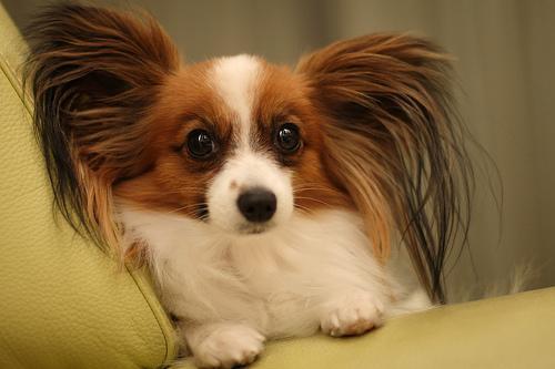 https://images.dog.ceo/breeds/papillon/n02086910_3671.jpg