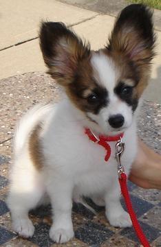 https://images.dog.ceo/breeds/papillon/n02086910_3769.jpg