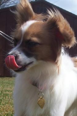 https://images.dog.ceo/breeds/papillon/n02086910_3795.jpg