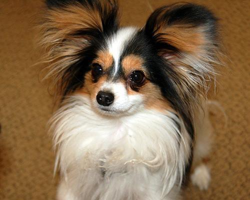 https://images.dog.ceo/breeds/papillon/n02086910_3866.jpg