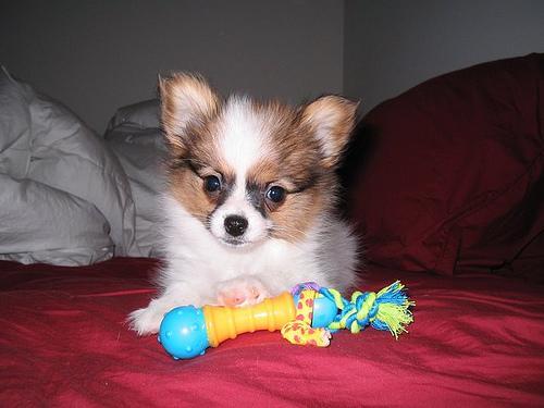 https://images.dog.ceo/breeds/papillon/n02086910_3924.jpg