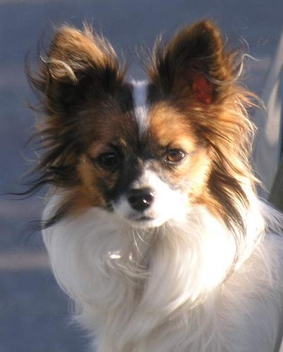 https://images.dog.ceo/breeds/papillon/n02086910_3974.jpg