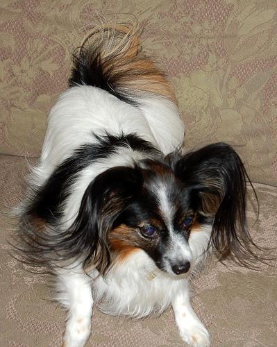 https://images.dog.ceo/breeds/papillon/n02086910_399.jpg