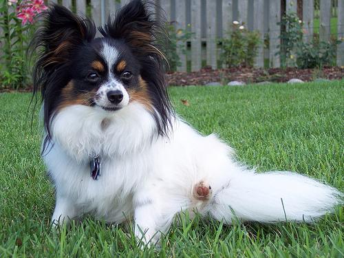 https://images.dog.ceo/breeds/papillon/n02086910_3991.jpg