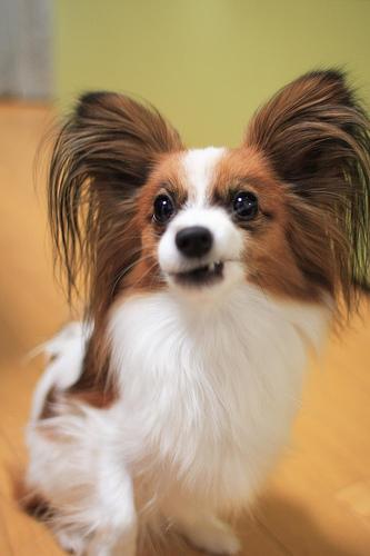 https://images.dog.ceo/breeds/papillon/n02086910_4011.jpg