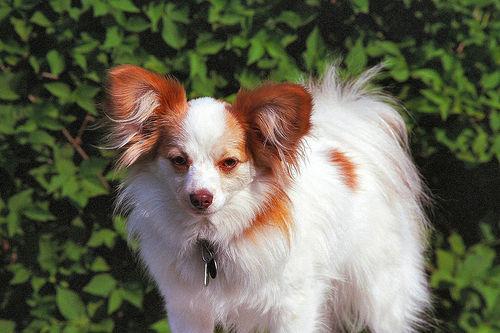 https://images.dog.ceo/breeds/papillon/n02086910_4210.jpg