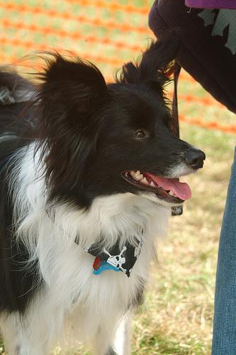 https://images.dog.ceo/breeds/papillon/n02086910_4296.jpg