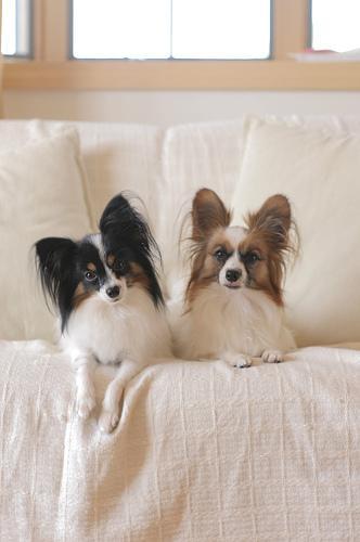 https://images.dog.ceo/breeds/papillon/n02086910_4330.jpg