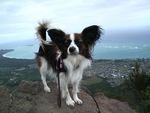 https://images.dog.ceo/breeds/papillon/n02086910_4373.jpg