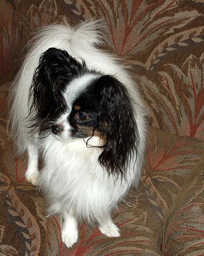 https://images.dog.ceo/breeds/papillon/n02086910_4388.jpg