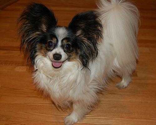 https://images.dog.ceo/breeds/papillon/n02086910_4424.jpg