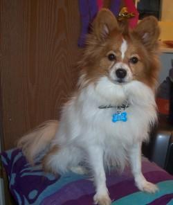 https://images.dog.ceo/breeds/papillon/n02086910_4441.jpg