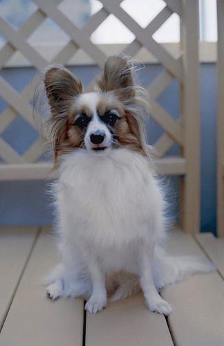 https://images.dog.ceo/breeds/papillon/n02086910_4505.jpg