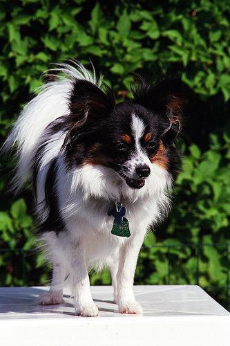 https://images.dog.ceo/breeds/papillon/n02086910_4518.jpg